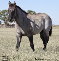 Driftin In Blue MA's 2022 Grulla Roan Filly
